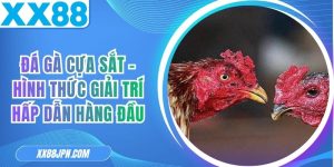 Đá Gà Cựa Sắt - Hình Thức Giải Trí Hấp Dẫn Hàng Đầu