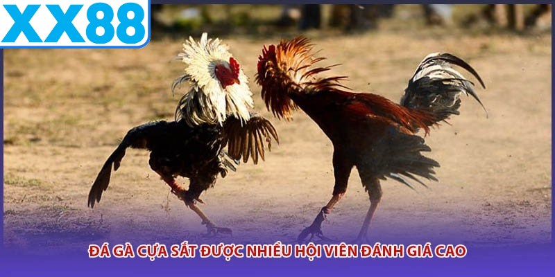 Đá gà cựa sắt được nhiều hội viên đánh giá cao