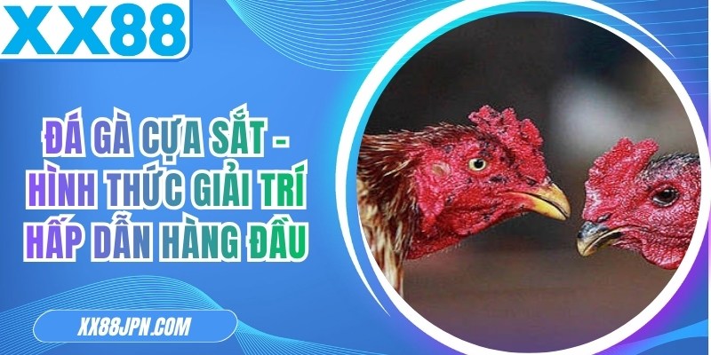 Đá Gà Cựa Sắt - Hình Thức Giải Trí Hấp Dẫn Hàng Đầu