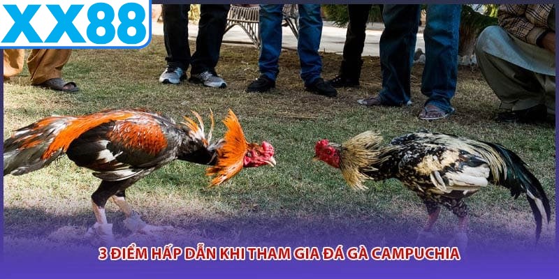 3 điểm hấp dẫn khi tham gia đá gà campuchia
