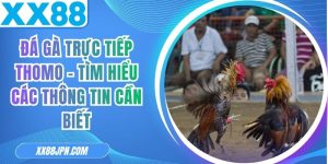 Đá Gà Trực Tiếp Thomo - Tìm Hiểu Các Thông Tin Cần Biết