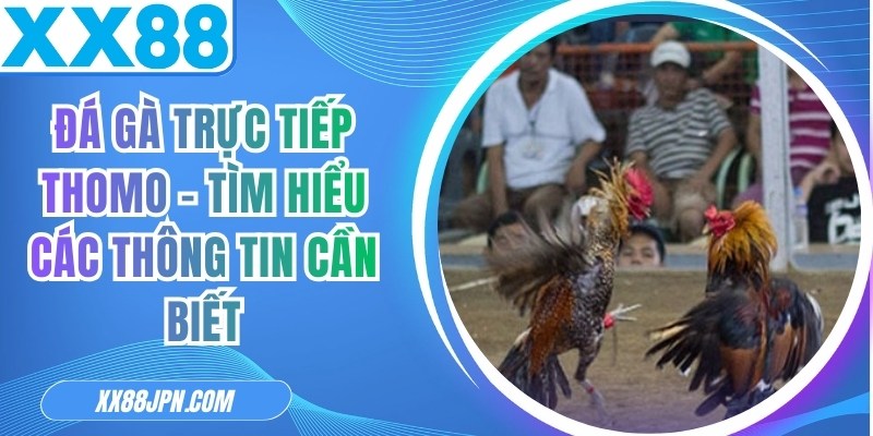 Đá Gà Trực Tiếp Thomo - Tìm Hiểu Các Thông Tin Cần Biết